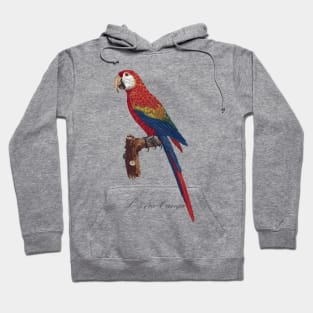 Scarlet Macaw Parrot / L' Ara Canga - Jacques Barraband 19th century Illustration Hoodie